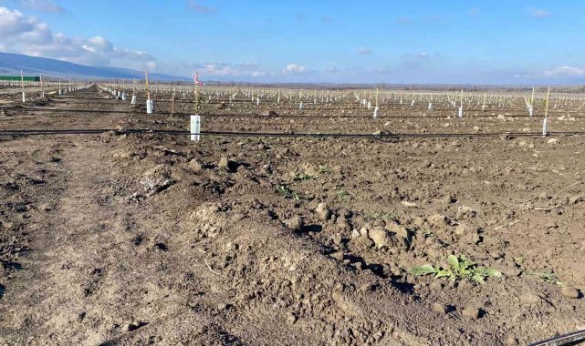 Tarım arazilerine yabancı yatırımcı ilgisi