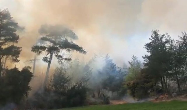 Tarsus'ta orman yangını