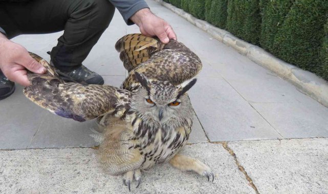 Tedavi edilen Puhu kuşu doğaya salındı