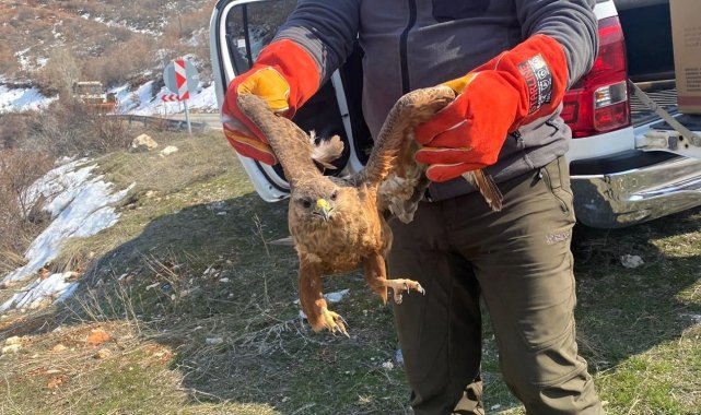 Tedavisi tamamlanan kızıl şahin doğaya bırakıldı