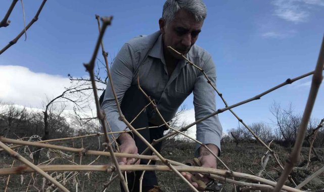 Tescilli Cimin üzümü mesaisi başladı