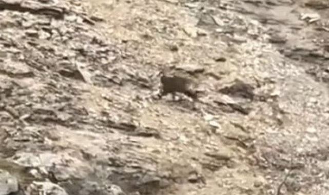 Tunceli'de çengel boynuzlu dağ keçileri görüntülendi