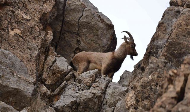 Tunceli'de koruma altında bulunan yaban keçileri görüntülendi