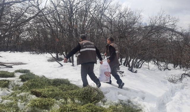 Tunceli'de yaban hayvanları için doğaya yem bırakıldı