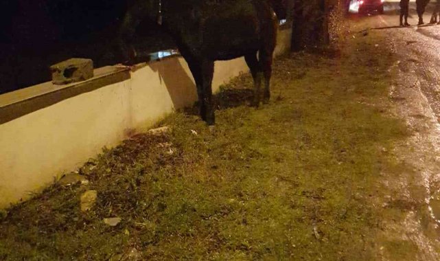 Türkeli'de ticari taksi, yola fırlayan başıboş ata çarptı