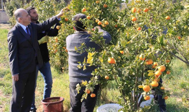 Turunçgilde sezonu uzatacak mandalina çeşidi geliştirildi, hasat başladı