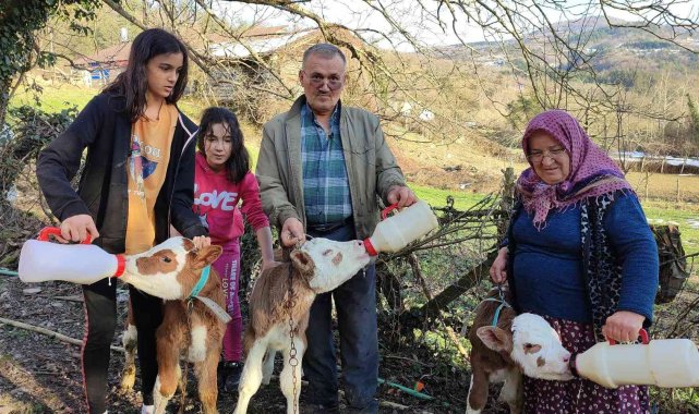 Üçüz doğan buzağılarına bebek gibi bakıyorlar