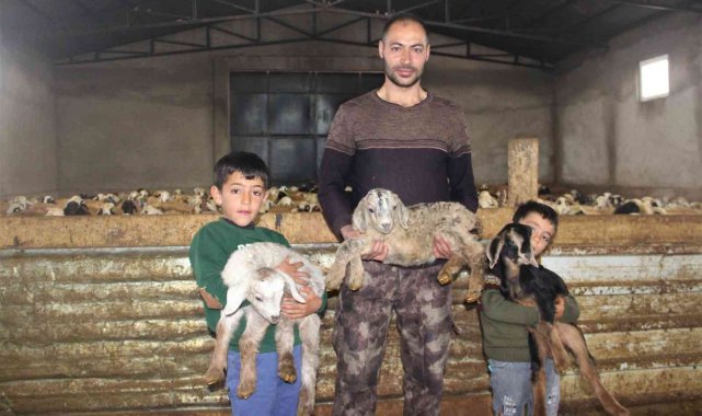 Üçüz yavrulayan keçi aileyi sevince boğdu