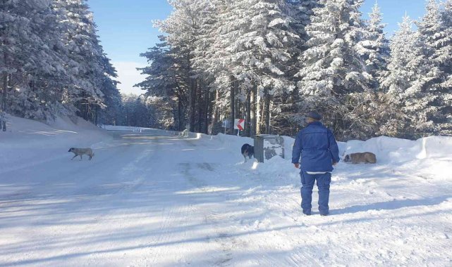 Uludağ&#039;da aç kalan köpeklere jandarma şefkati