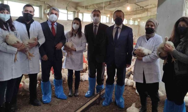 Üniversiteli köy tavukları