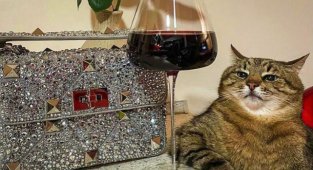 Ünlü Ukraynalı Kedi Stephan Fransa'ya Gitti