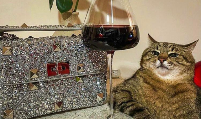 Ünlü Ukraynalı Kedi Stephan Fransa&#039;ya Gitti