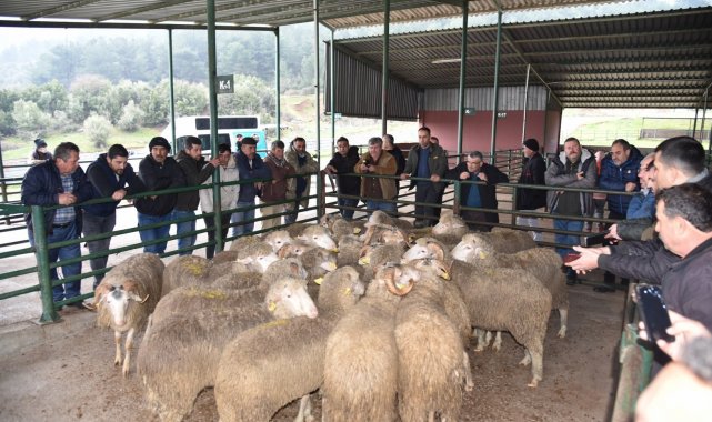 Üreticiye damızlık koç desteği