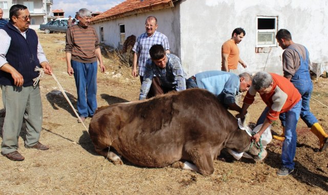 Uşak'ta gebe veya damızlık hayvan kesimi yasaklandı