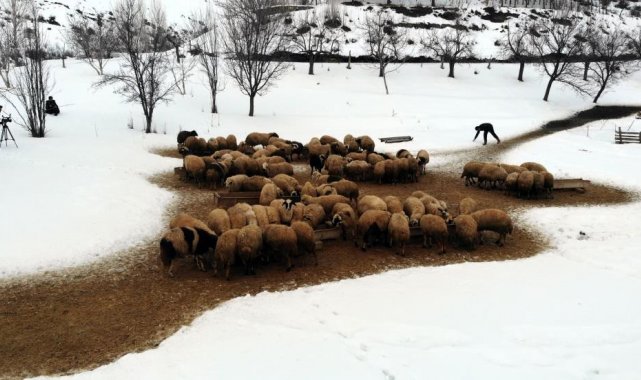Uzayan kış günlerinde besicilerin zorlu kuzu mesaisi sürüyor