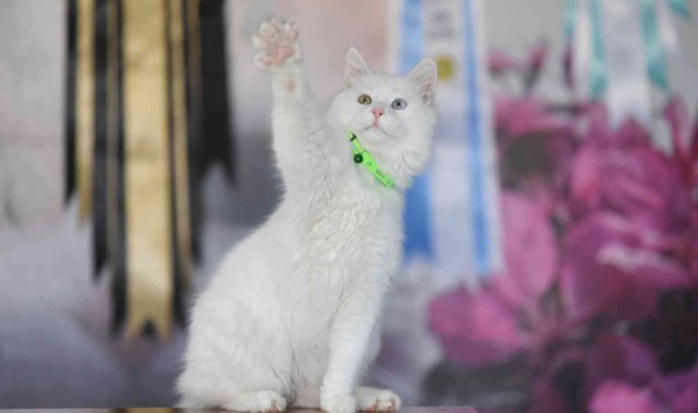 Van kedileri podyuma çıkmaya hazırlanıyor