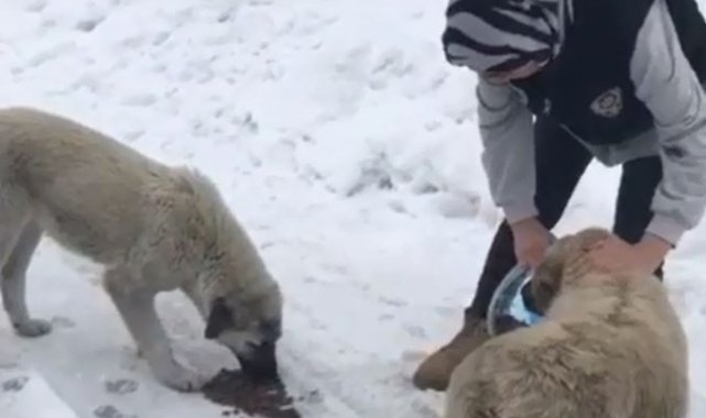Van polisinden sokak hayvanlarına sevgi eli