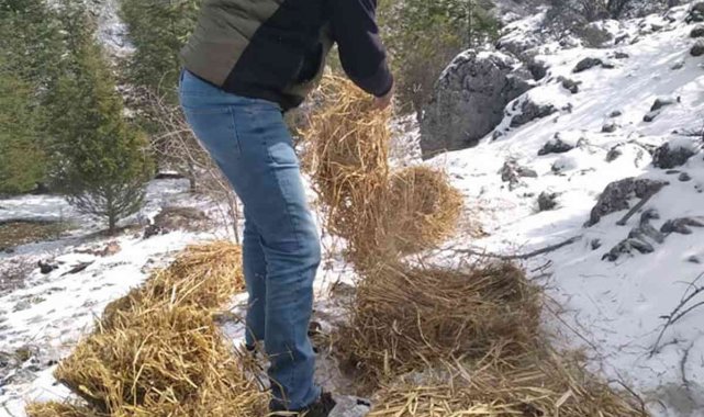 Yaban hayvanları için yem