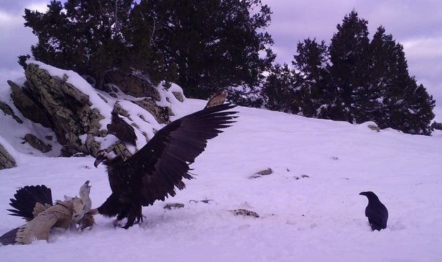 Yaban hayvanlarının yem telaşı böyle görüntülendi