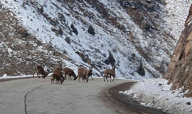 Yaban keçileri Gümüşhane dağlarını sevdi