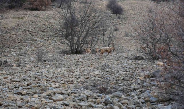 Yaban keçileri ilk kez bu kadar yakından görüntülendi