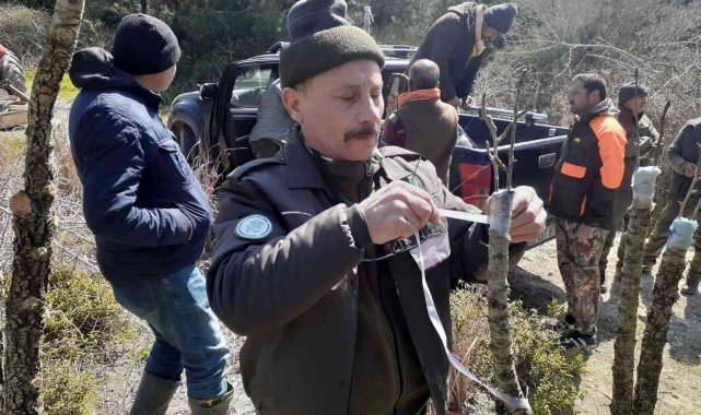 Yabani hayvanlar için verimsiz meyve ağaçları aşılandı
