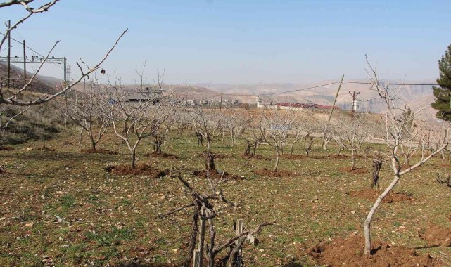 Yağışlar çiftçinin yüzünü güldürdü, rekoltede artış bekleniyor