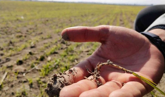 Yağışlar yüz güldürüyor, rekolte artışı bekleniyor