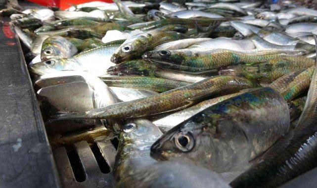 Yağıyla mangal söndüren balık tirsi