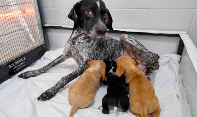 Yağmur altında kalan anne köpek ve yavruları koruma altına alındı
