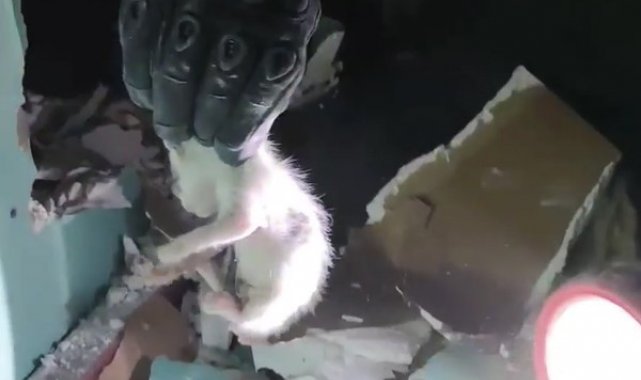 Yalova'da asma tavanda sıkışan yavru kedileri itfaiye kurtardı