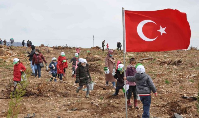 Yanan ormana 200 milyon kızılçam tohumu atıldı, 200 bin fidan dikildi