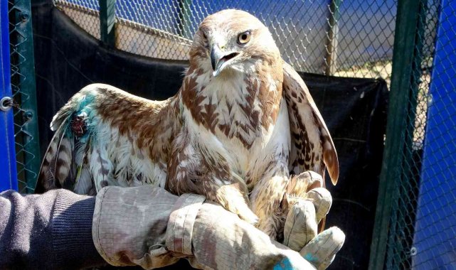 Yaralı halde bulunan kızıl şahin tedavi altına alındı