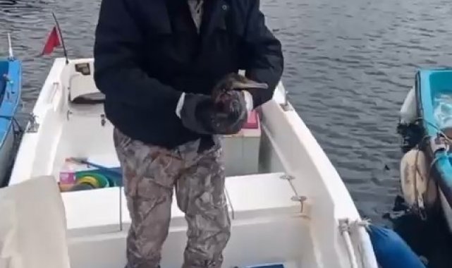Yaralı halde bulundu...Denize döneceği günü bekliyor