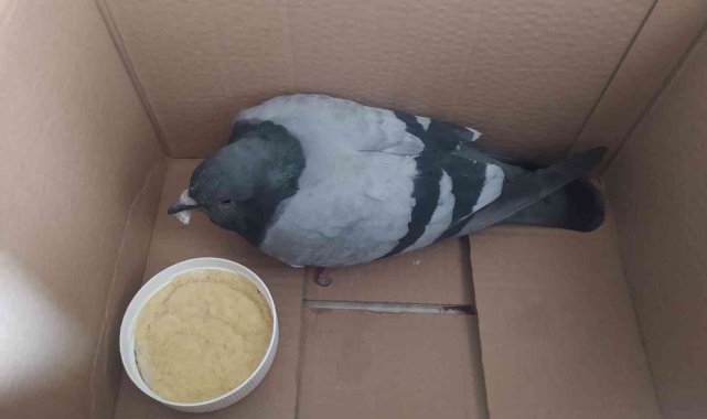 Yaralı kuşa sahip çıktı