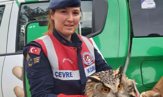 Yaralı olarak bulunan şahin ve puhu kuşu tedavi altına alındı