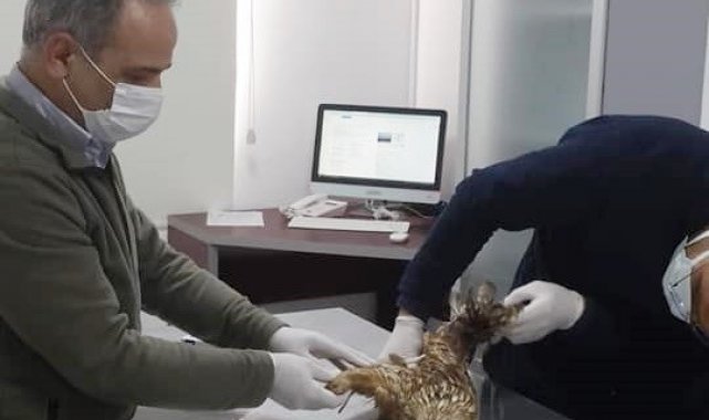 Yaralı şahin tedavi altına alındı