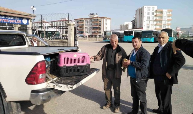 Yaralı şahin tedavi altına alındı