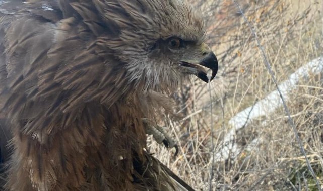 Yaralı şahin tedavi edilerek doğaya salındı