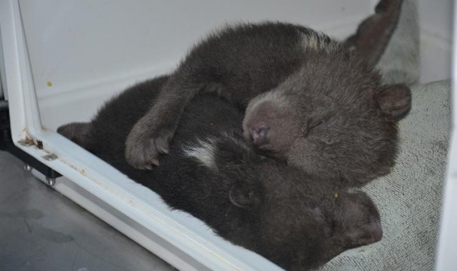 Yavru ayı Ponçik'e özenle bakılıyor