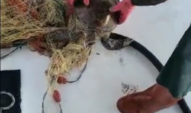 Yavru kaplumbağa ağa takıldı