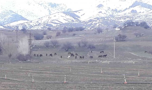 Yem bulmakta zorlanan yılkı atları ovaya indi