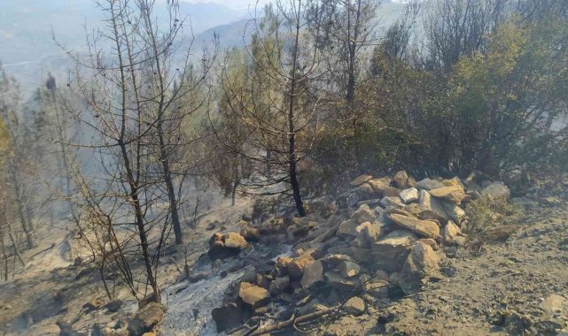 Yemek pişirmek isterken 80 dönümlük araziyi yaktığı iddia edilen şahıs tutuklandı