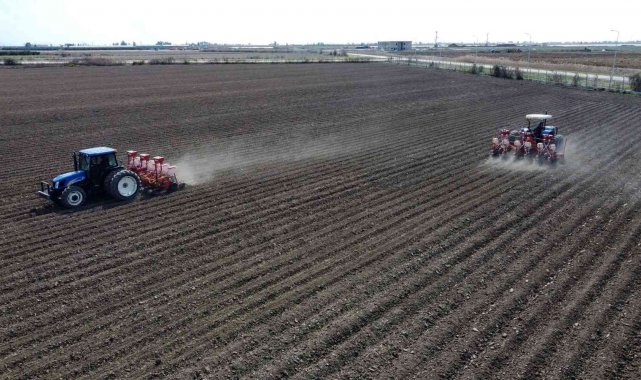 Yerli mısır Çukurova&#039;da yeniden toprakla buluştu