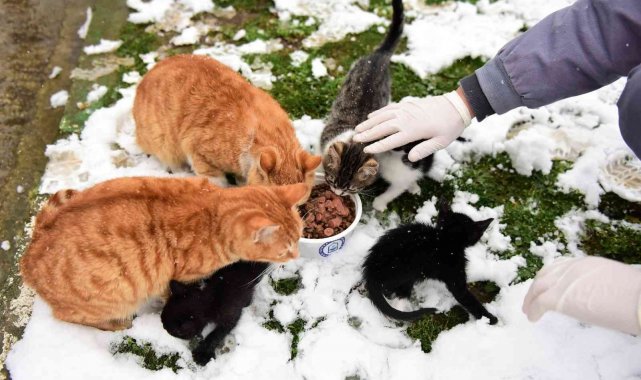 Yıldırım'da can dostları emin ellerde