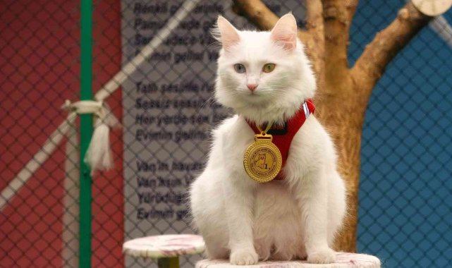 Yılın en güzel Van kedisi 'Mia' ilgi odağı