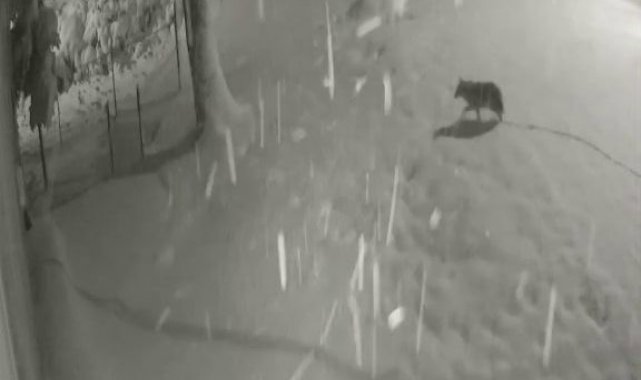 Yiyecek bulamayan kurtlar kent merkezine indi