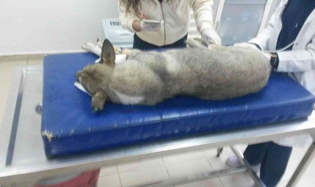 Yok böyle vicdansızlık...30 köpeği zehirleyip öldürdüler