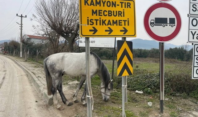 Yol ortasında ağaca bağlı atı görenler şoke oldu