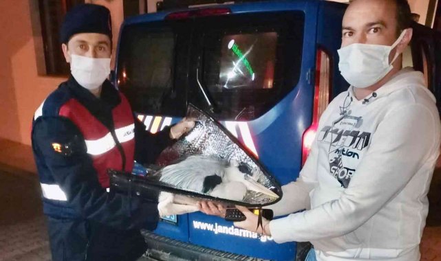 Yorgun düşen pelikanı Jandarma kurtardı